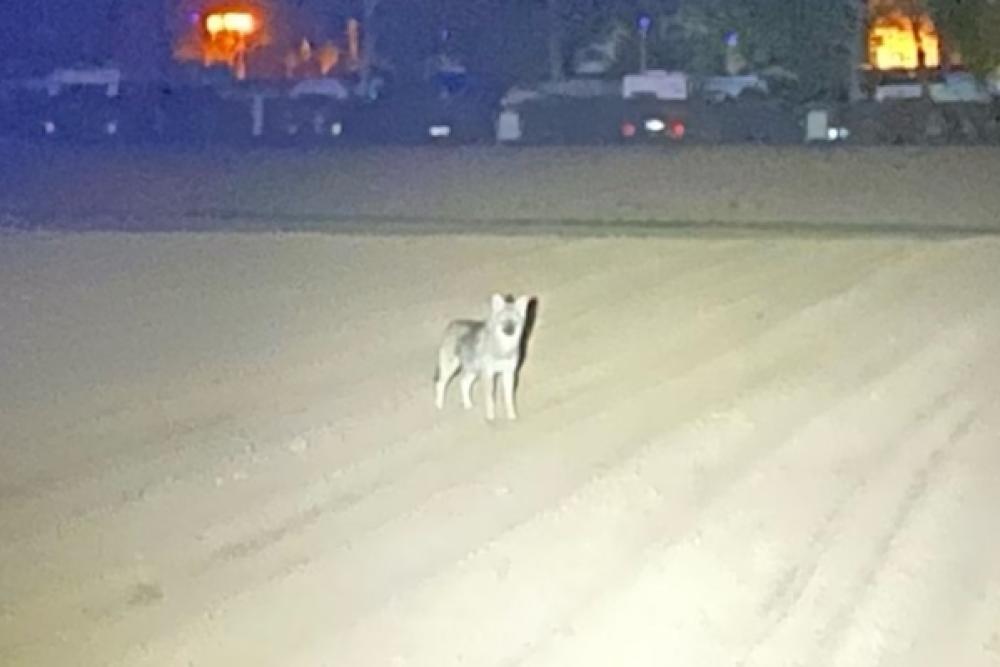 Nächtliche Tiersuche im Gemeindegebiet